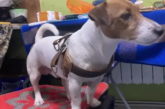 Найдена собака, ул. Тургенева, 18/1, Пермь