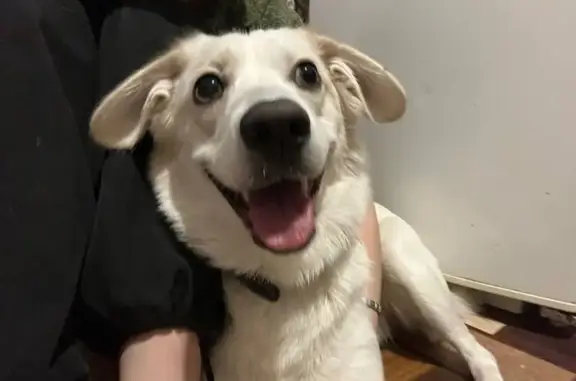 Пропала собака, Новомихайловка, Томск