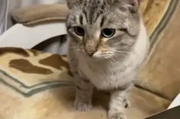 Кошки потеряшки, Пенза, фото: Потеряшка кошка, ул. Измайлова, 77, Пенза