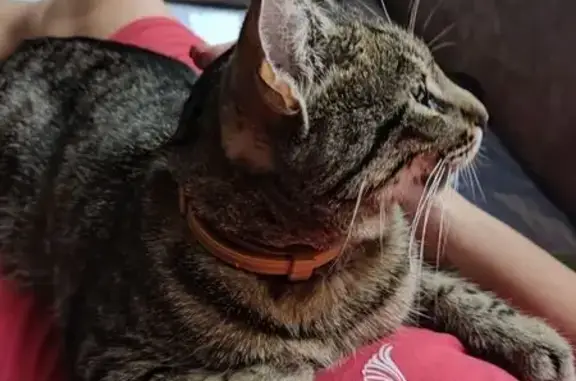 Найдена кошка, Белгородская область, фото: Кошка найдена: Разумное, Белгородская обл.