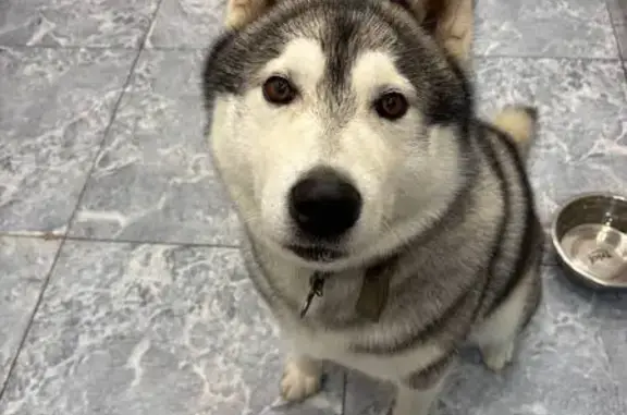 Собаки потеряшки, Пермь, фото: Потеряшка собака, Пермь, ОП-МГ-0305