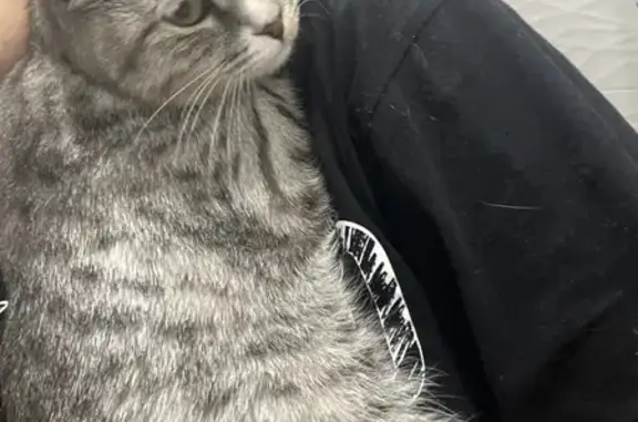 Найдена кошка, Астрахань, фото: Кошка найдена, ул. Сун Ят-Сена, Астрахань