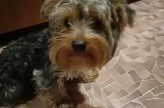 Объявления о пропавших и найденных животных, Асбест, фото: Пропала собака, Советская 19, Асбест