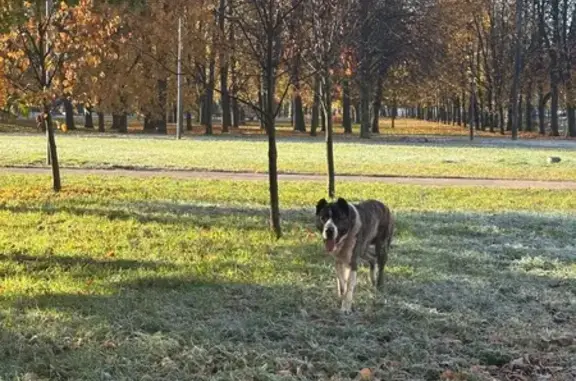 Найдена собака, Санкт-Петербург, фото: Собака найдена: Замшина ул., СПб