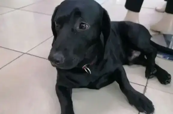 Найдена собака, Сургут, фото: Собака найдена на ул. Пушкина, 9, Сургут