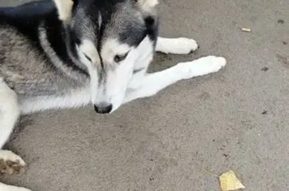 Найдена собака, Степной, фото: Собака найдена: Степной, Оренбургская обл.