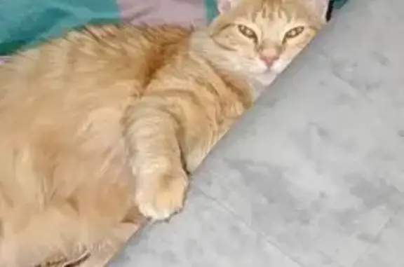 Пропала кошка, ул. Стальского, Курган