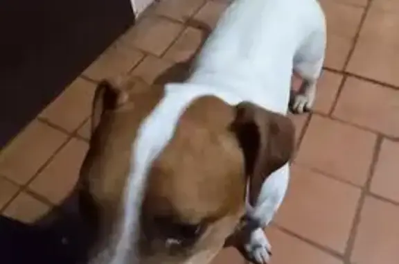 Собака найдена: Пашковская 185, Краснодар