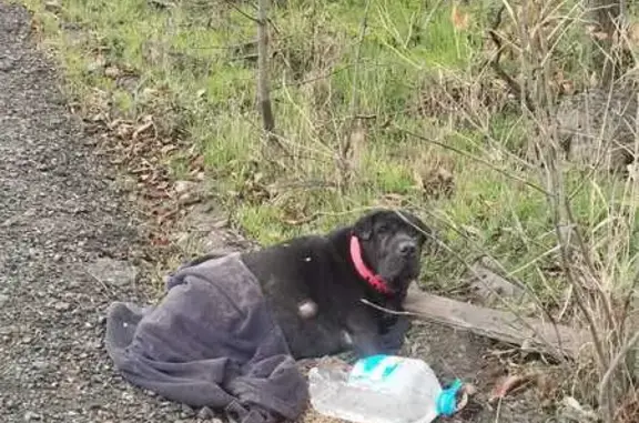 Собака найдена: ул. Роз, Российский