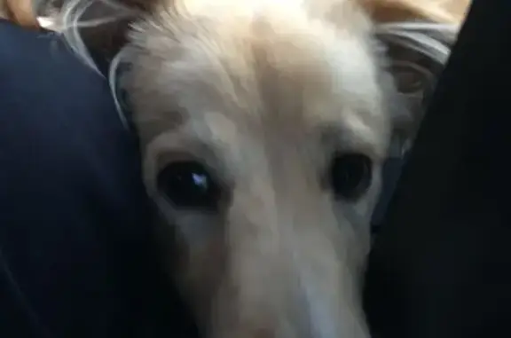 Собаки потеряшки, Омск, фото: Потеряшка собака у 