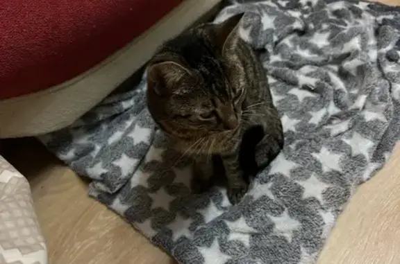 Найдена кошка, Брянск, фото: Кошка найдена на 2-я Мичурина, 42