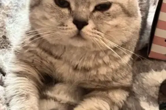 Пропала кошка, А-376, Хабаровск - photo