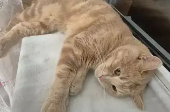 Кошки потеряшки, Лиски, фото: Потеряшка кошка, ул. Родионова, Лиски