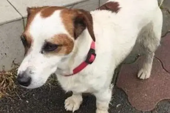 Собака с красным ошейником на Садовой, 100