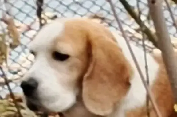 Бигль найдена на Московском шоссе, Саратов