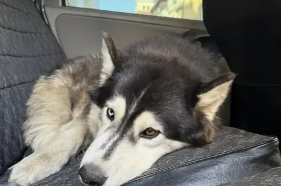 Хаски найдена у барбершопа, Трифонова 22Б