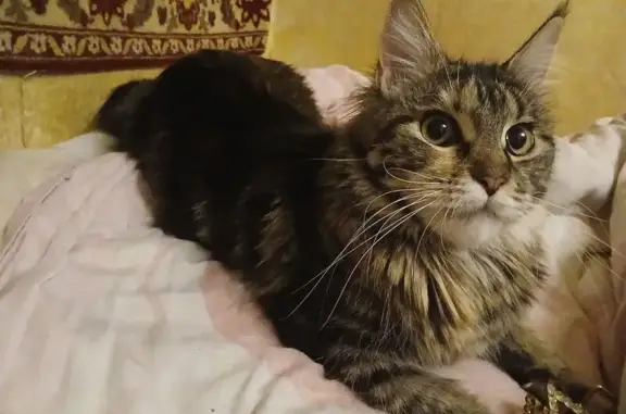 Пропала кошка, Южная ул., 16, Монино