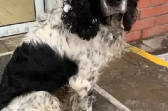 Собаки потеряшки, Ленинградская область, фото: Потеряшка собака, Ленобласть