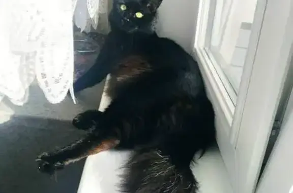 Пропала кошка, ул. Панина 21, Ярославль