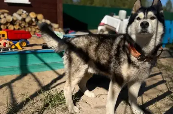 Пропала собака в Додзь, Коми