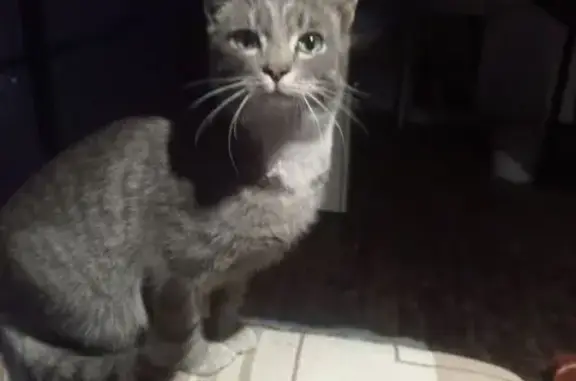 Найдена кошка, Кемерово, фото: Кошка найдена: Коммунистическая 44, Кемерово