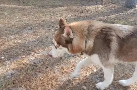 Собака найдена на ул. Малиновского, Тамбов