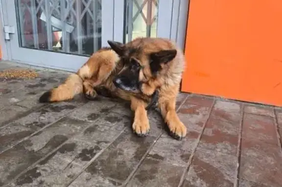 Найдена собака, Московская область, фото: Овчарка найдена в Марфино, Мытищи
