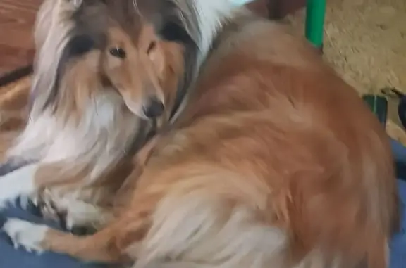 Собаки потеряшки, Тюмень, фото: Потеряшка собака, Барнаульская ул., Тюмень