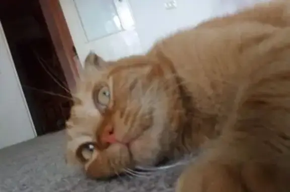 Пропала кошка, ул. Павлова 29А, Изобильный