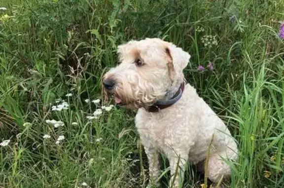 Собаки потеряшки, , фото: Потеряшка собака в Лукерьино, МО