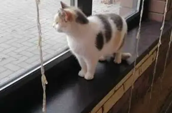 Пропала кошка, Кытино, Тульская обл.