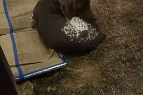 Собака найдена: Центр. ул., Папоротный