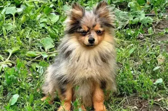 Собаки потеряшки, Москва, фото: Потеряшка собака, ул. Молдагуловой, 9, Москва