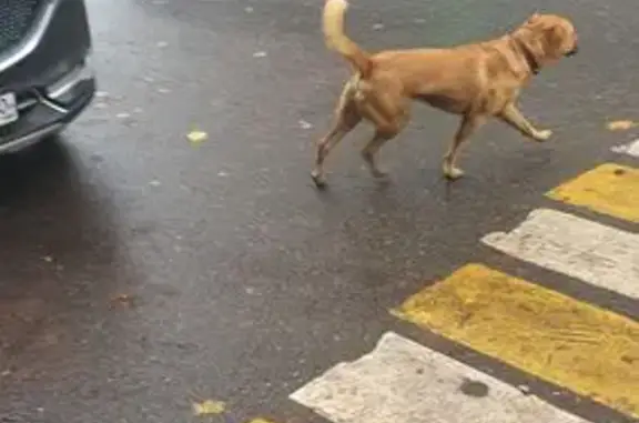 Найдена собака, Химки, фото: Рыжая собака найдена, Мичурина 15, Химки