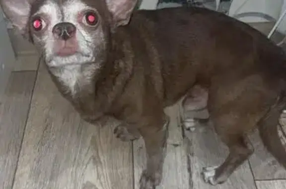 Найдена собака, Орехово-Зуево, фото: Чихуахуа найдена на ул. Стаханова, 30