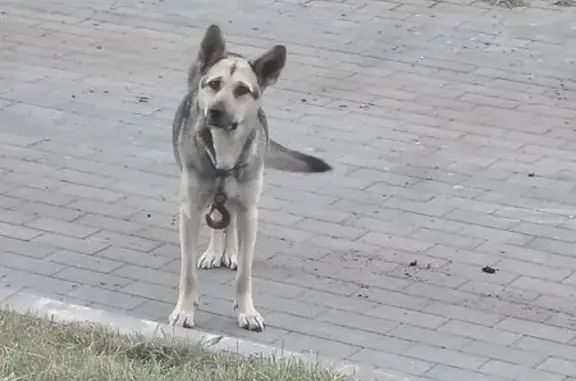 Найдена собака, Задонск, фото: Беременная собака найдена на Челядиной, 2