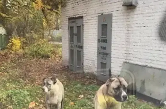 Найдены алабаи, Фасадная 8 к6, Лесной Городок