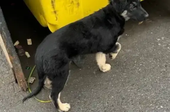 Щенок найден: Верхнеторговая пл., 1, Уфа