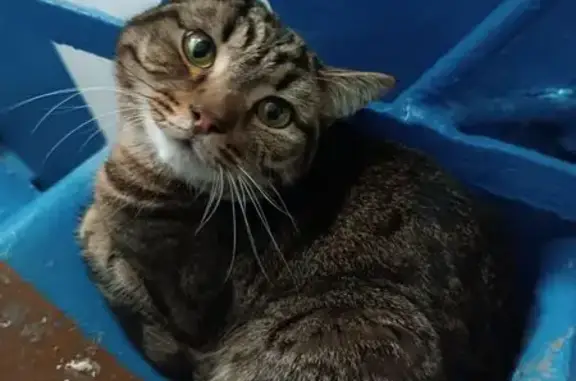 Найдена кошка, Кемерово, фото: Найден котик, пр. Ленина, 81А, Кемерово