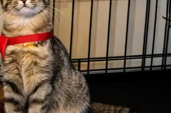 Пропала кошка, Каманина 11 с1, Москва