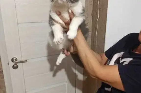 Найденные животные Ставропольский край, фото: Найдена кошка, Михайловск, Гармония