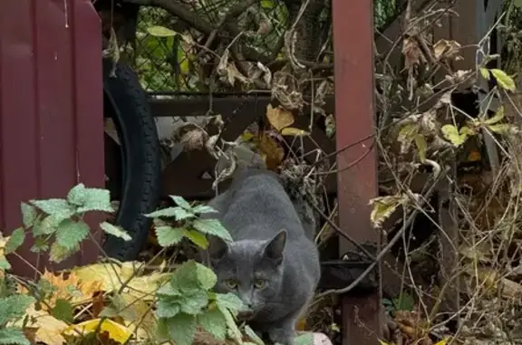 Найдена кошка, Ивантеевка, фото: Кошка найдена у дома 14Б, Трудовая ул.