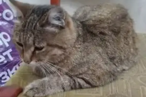 Кошка найдена: ул. Бутина, 37, Чита