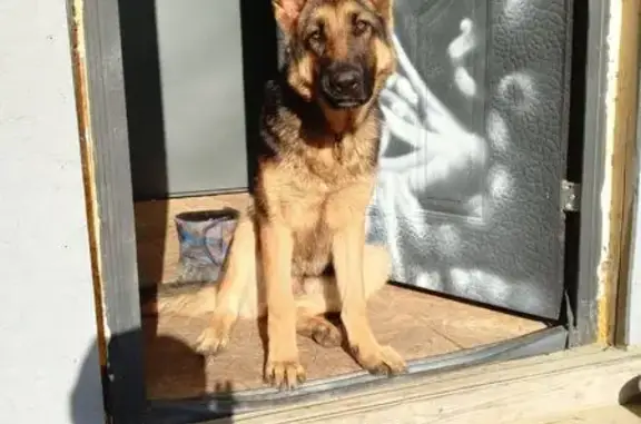 Пропала собака, Лесная Поляна, ул. 3