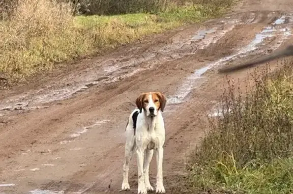 Найдена собака, Чёрный Ключ, фото: Собака найдена, Чёрный Ключ, Удмуртия
