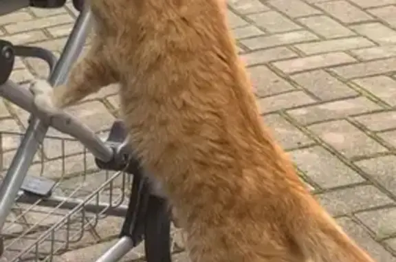 Кошки потеряшки, , фото: Потеряшка рыжая кошка, Дорожная ул. 3