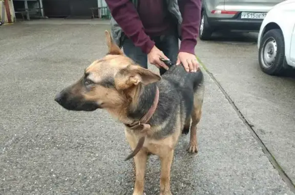 Овчарка найдена, ул. Гагарина, Сочи