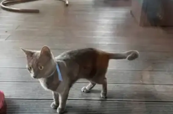 Кошка найдена: ул. Ноздрюхина, 7, Ромашково