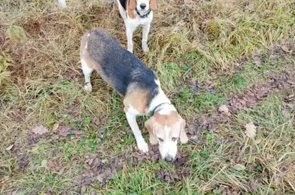Найдена собака, Малопургинский район, фото: Собака найдена в СНТ Мечта, Удмуртия