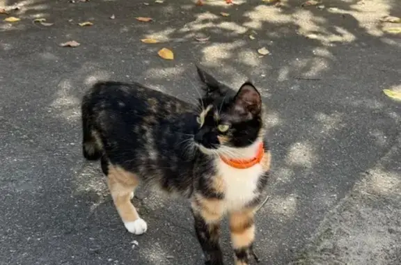 Найдена кошка, Хабаровск, фото: Трехцветная кошка найдена на Тургенева, 48